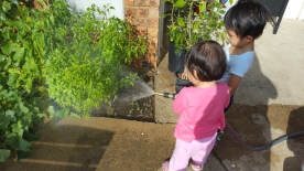 Gardening, watering plant